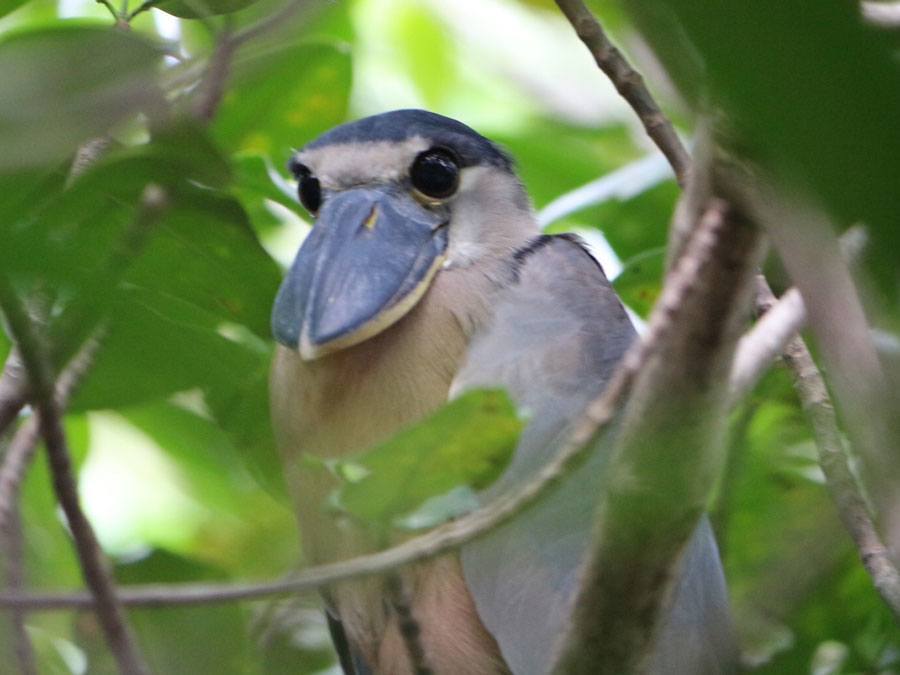 Things To Do Tamarindo Mangrove Tour