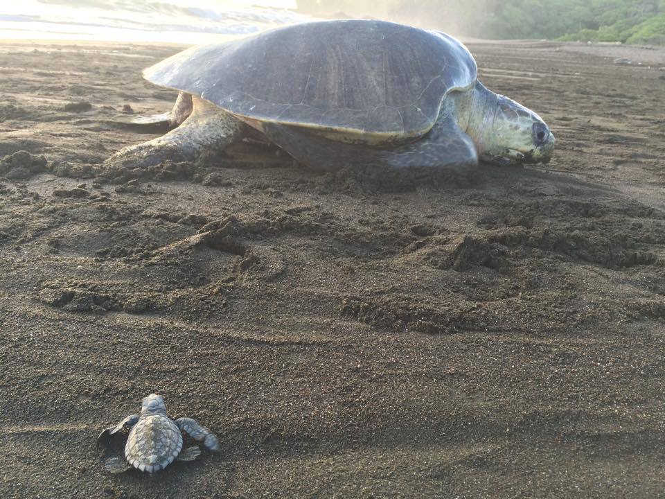 Things To Do Turtle Watching