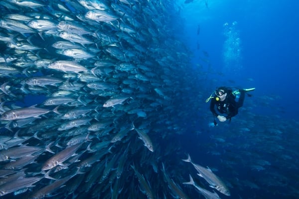 Things To Do Scuba Diving